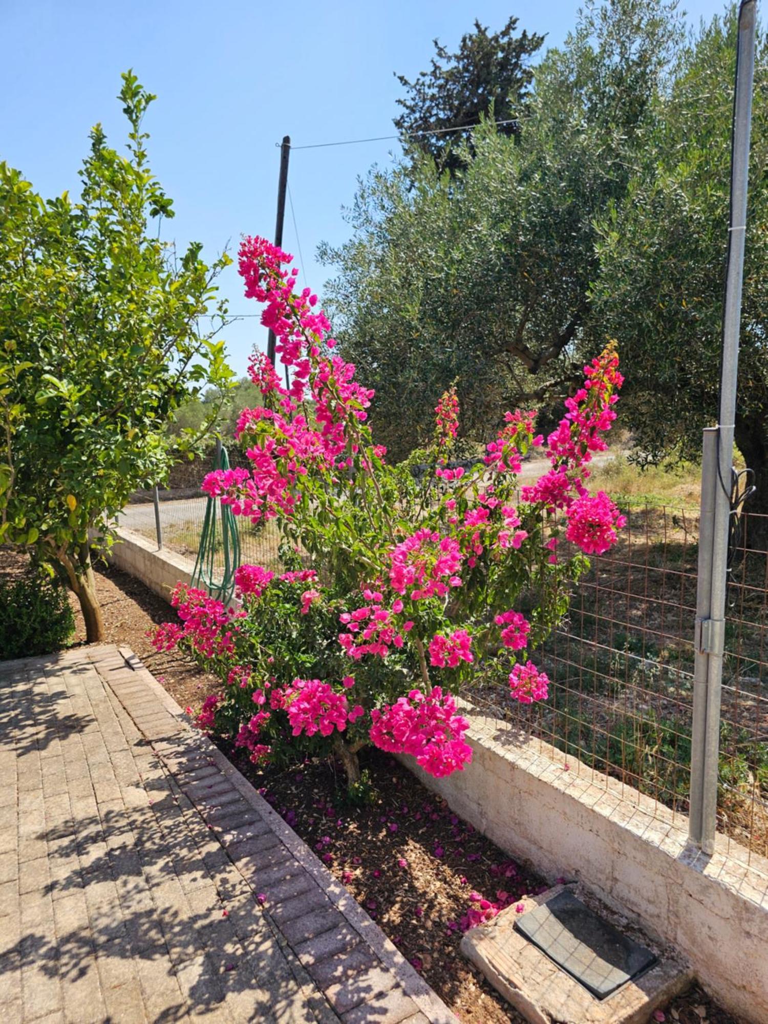 Natura Studios Antipata  Dış mekan fotoğraf